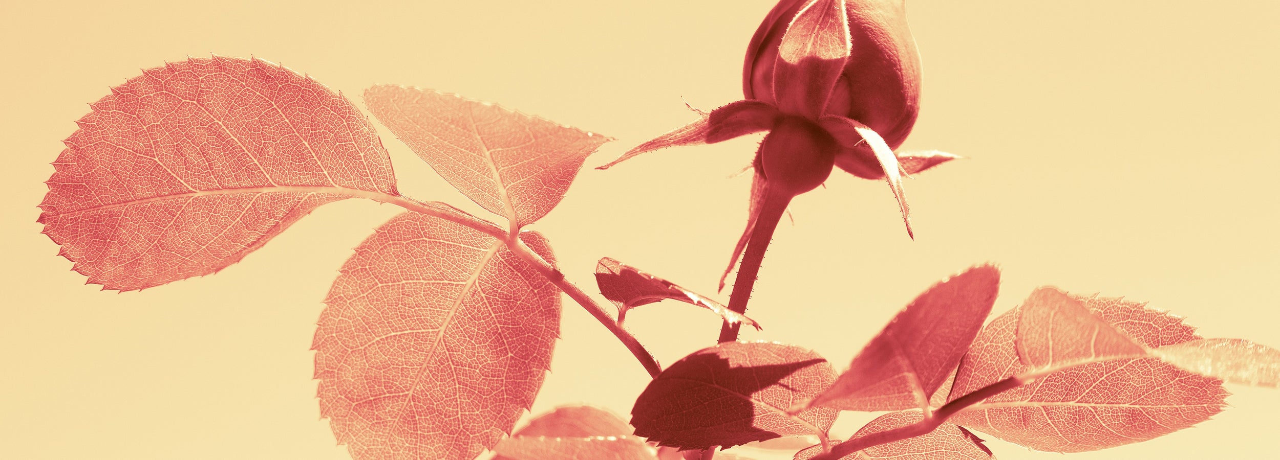 Close-up of a rosebud and leaves on a beige background