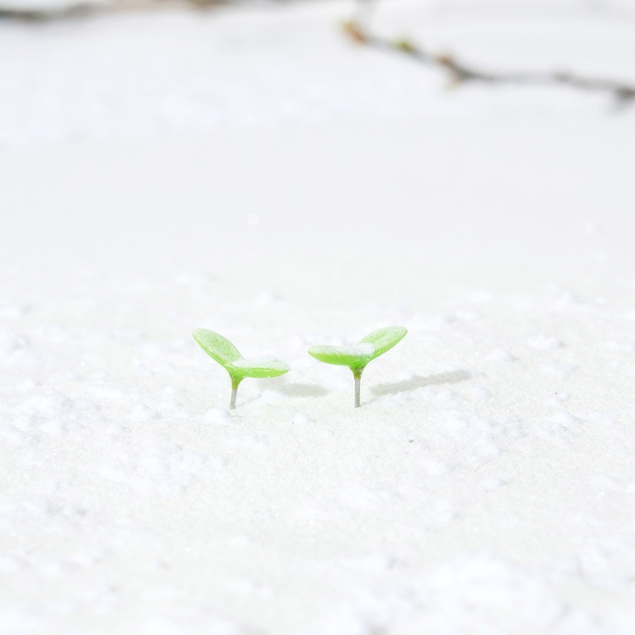 Two small green leaf-shaped push pins placed close together on a snowy white surface, resembling tiny sprouts emerging from fresh snow in a minimalist, nature-inspired scene.