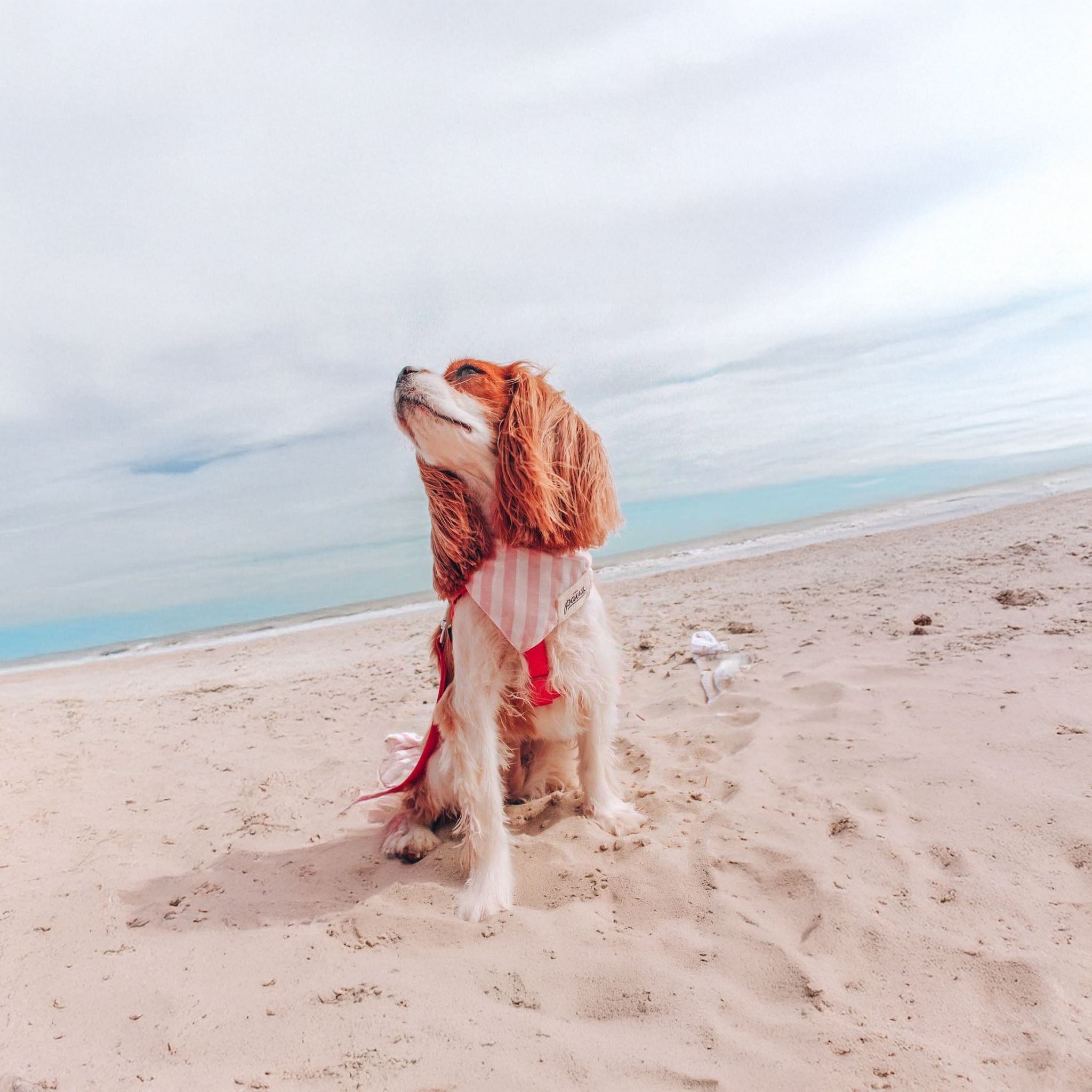 Image of a dog at the beach wearing The Paws Cabana pink bandana