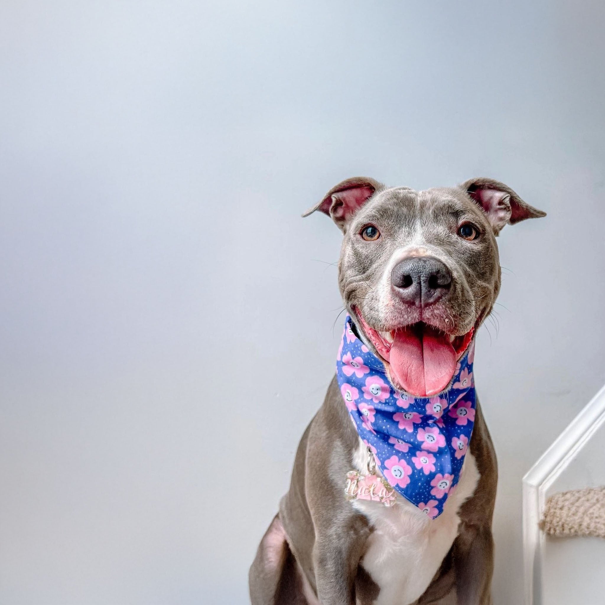 Image of a grey dog wearing The Paws Stardust bandana on a light blue background