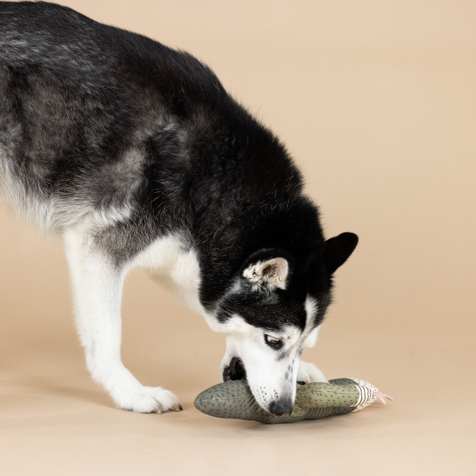 A big husky plays with the I can be a bit prickly canvas squeaker dog toy 