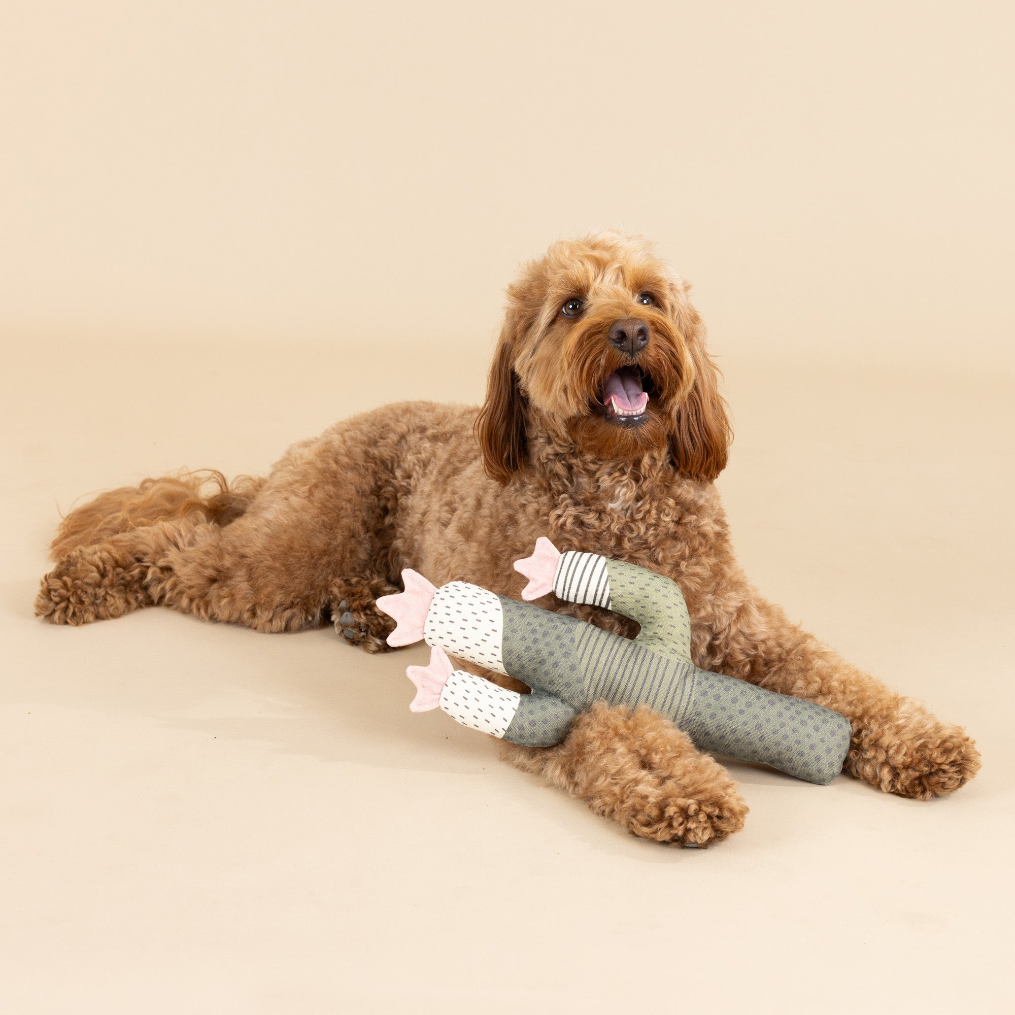 A big brown doodle holds the I can be a bit prickly canvas squeaker dog toy 