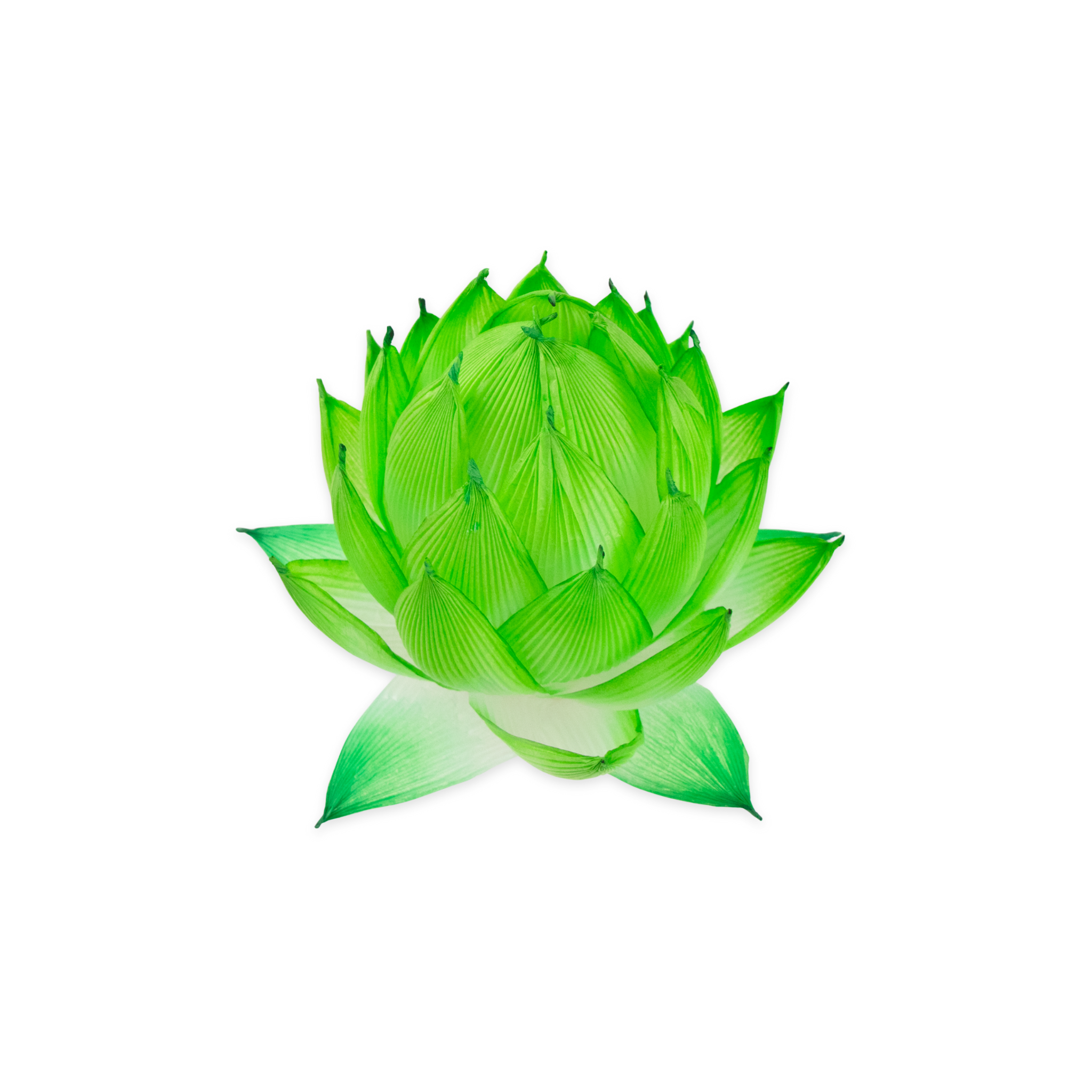 Green hombre handmade paper lotus lantern with green-tipped leaves, crafted in a layered petal design.