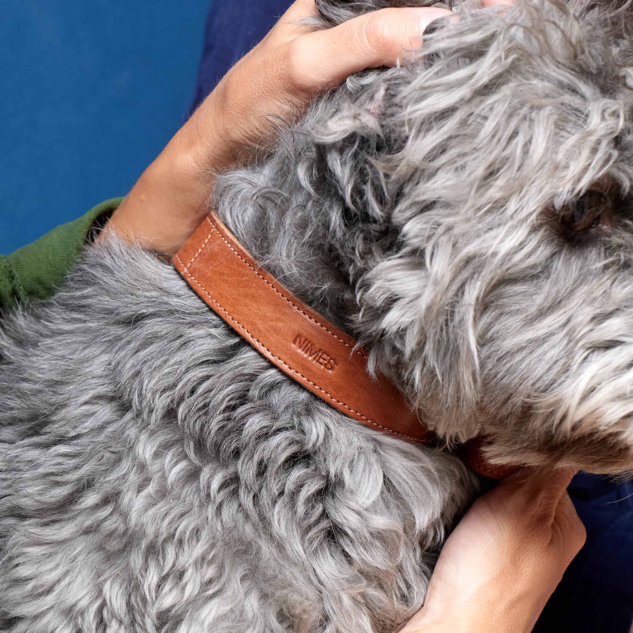 Person holding a fluffy gray dog wearing a brown leather collar with 'Nimes' branding against a blue background.
