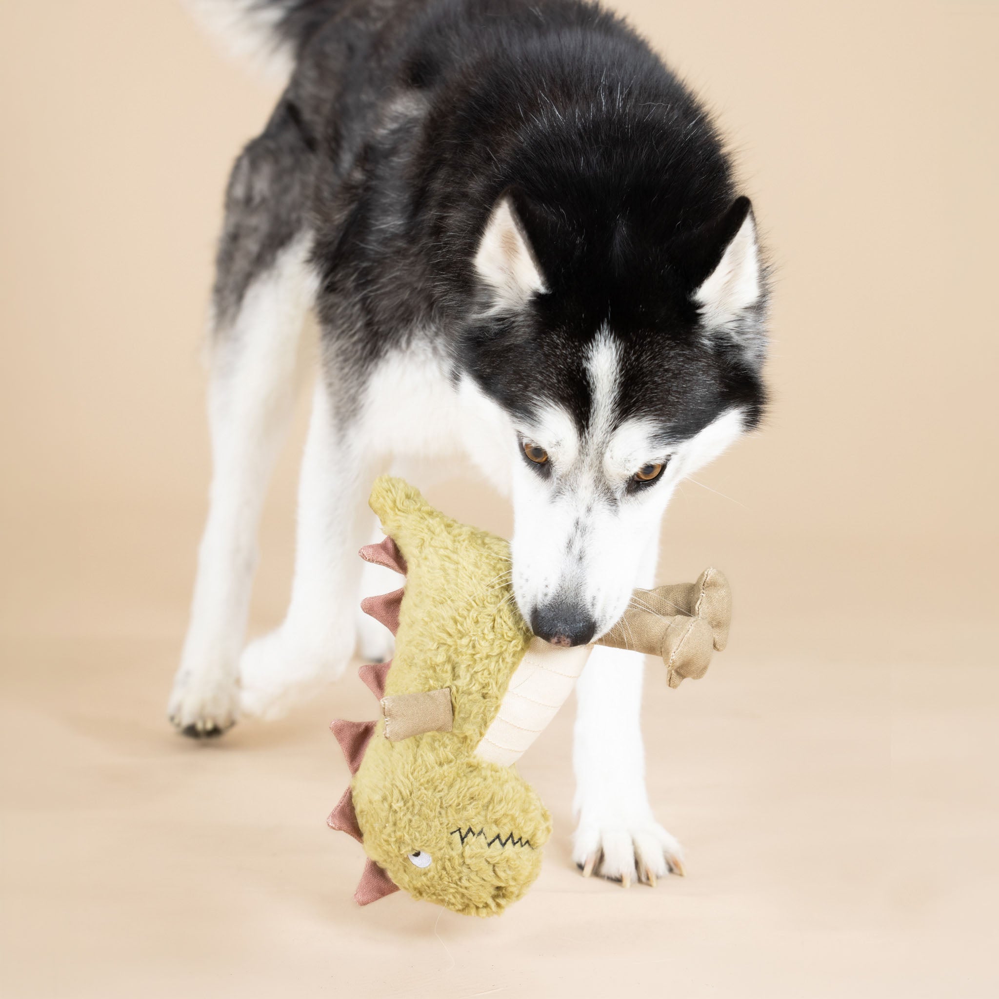 Dog playing with a green dinosaur-shaped toy on a beige background
