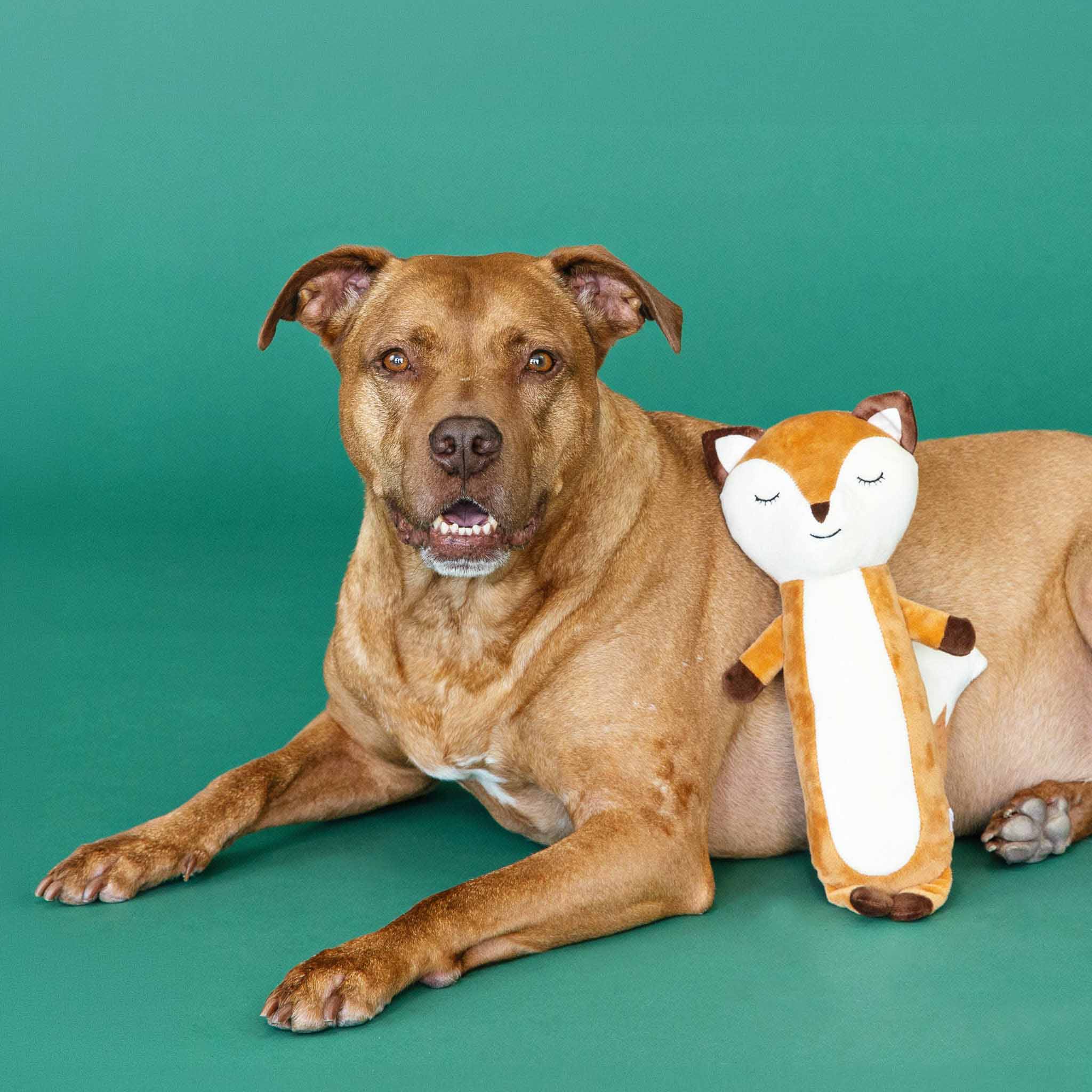 Dog lying next to a plush fox dog toy on a green background