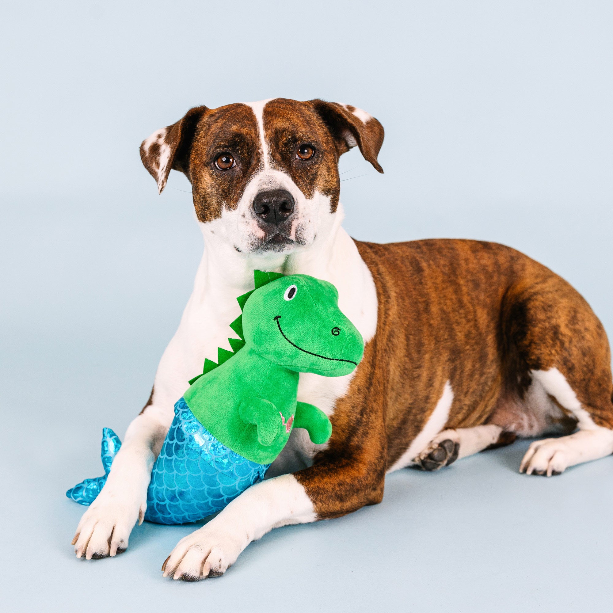 A big brown, white dog holding Mer-Rex, the plush dog toy 