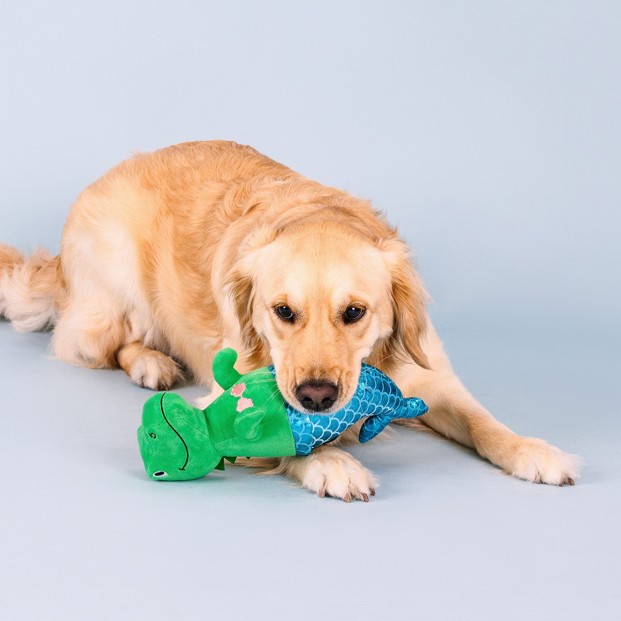 A big golden retriever holding Mer-Rex, the plush dog toy in its mouth