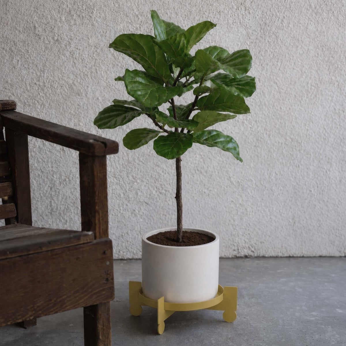 A potted fiddle-leaf fig plant with lush green leaves stands in a white cylindrical planter on a yellow metal stand, set against a textured white wall with a dark wooden chair partially visible on the left.