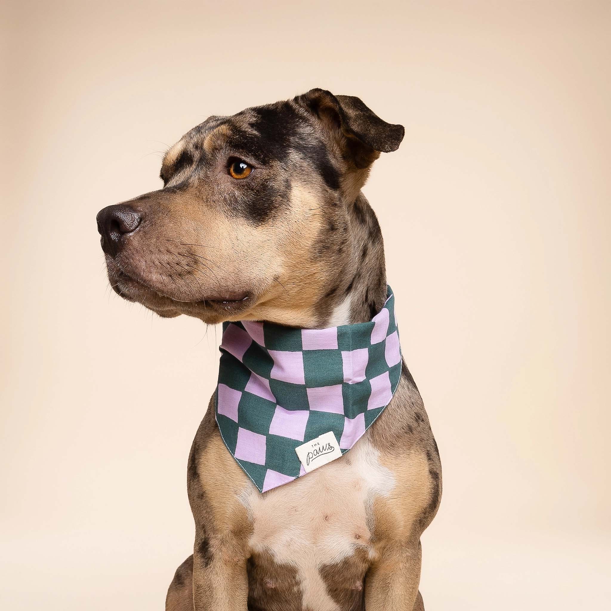 Image of a large dog wearing The Paws Brooklyn bandana on a tan background