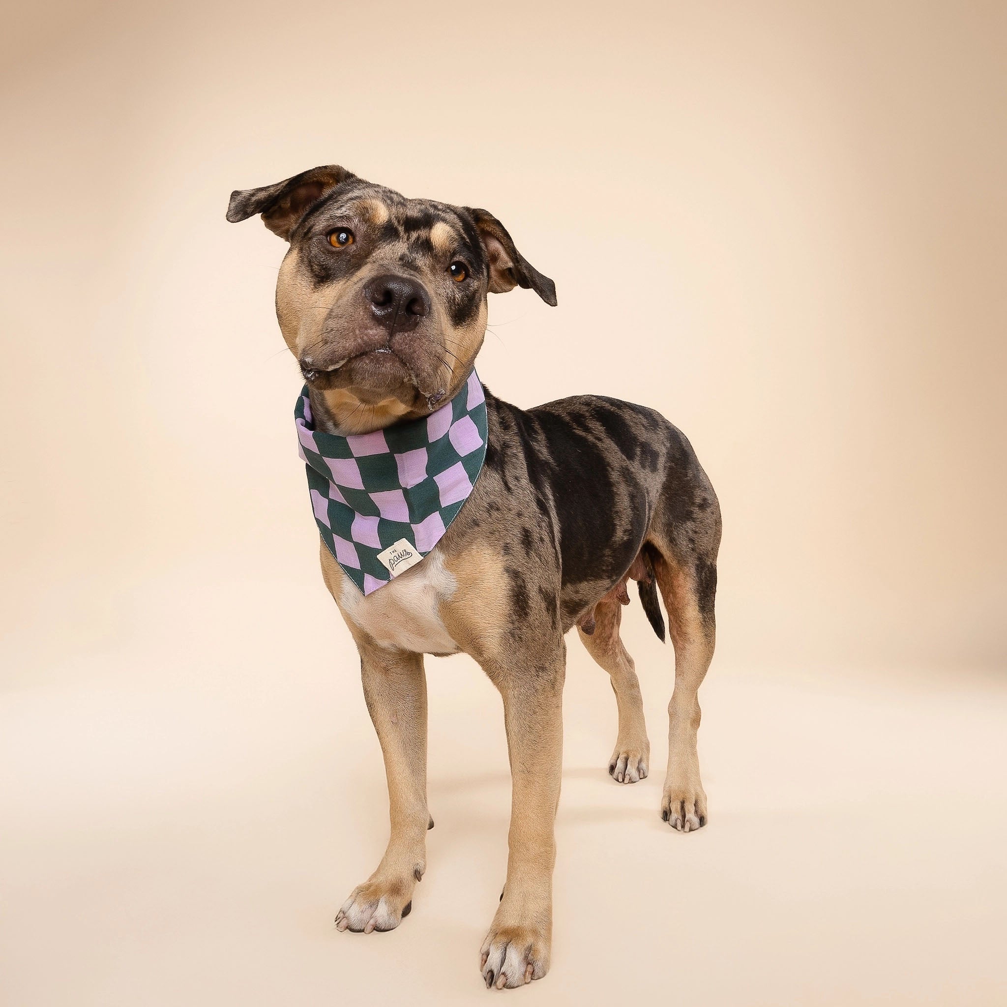 A full view of a dog wearing The Paws Brooklyn bandana on a tan background