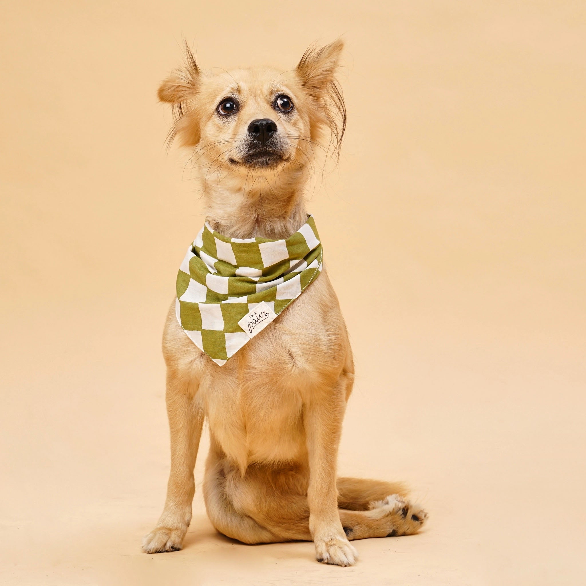 Image of a dog wearing The Paws Checkmate bandana on a tan background