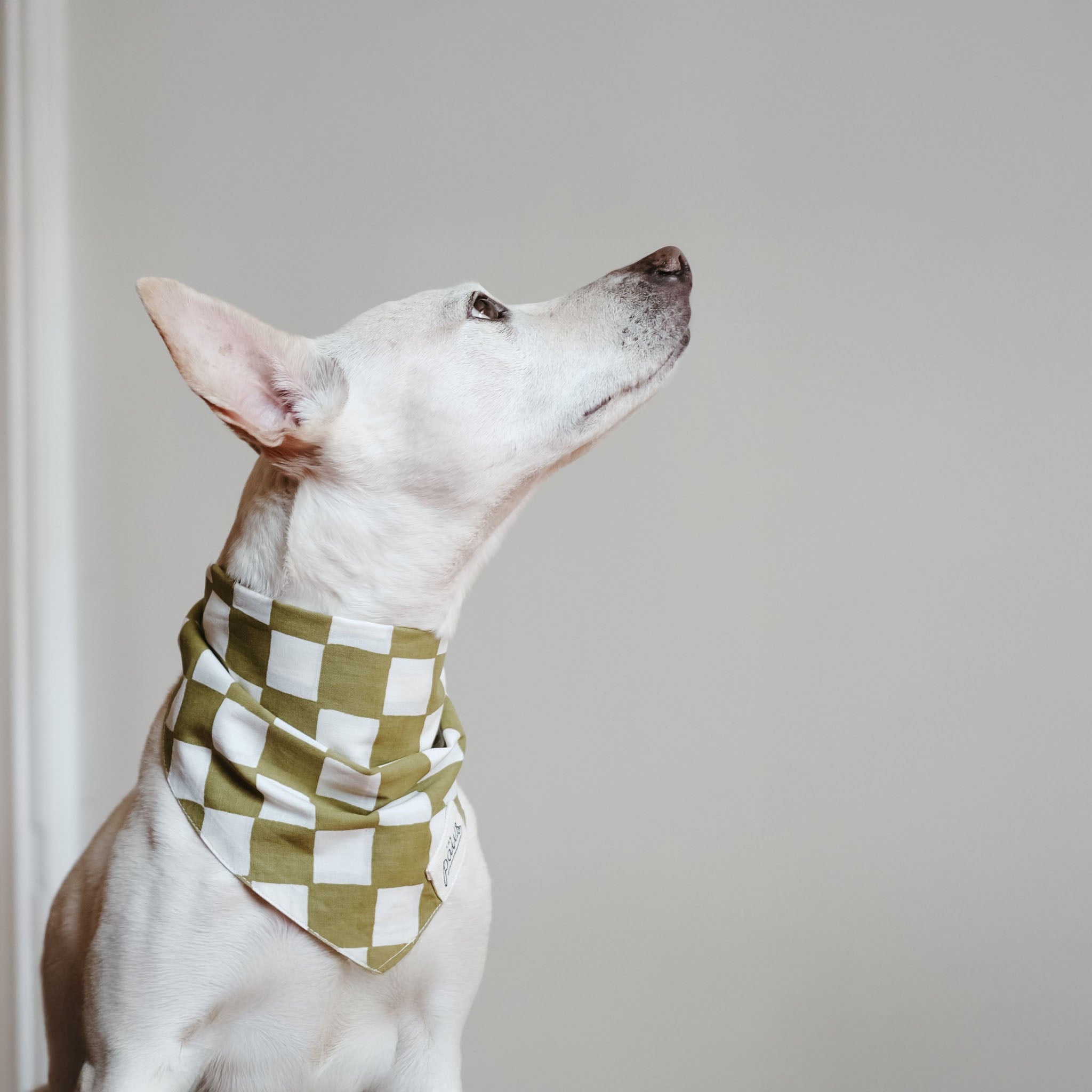 Side view of a white dog wearing The Paws Checkmate bandana