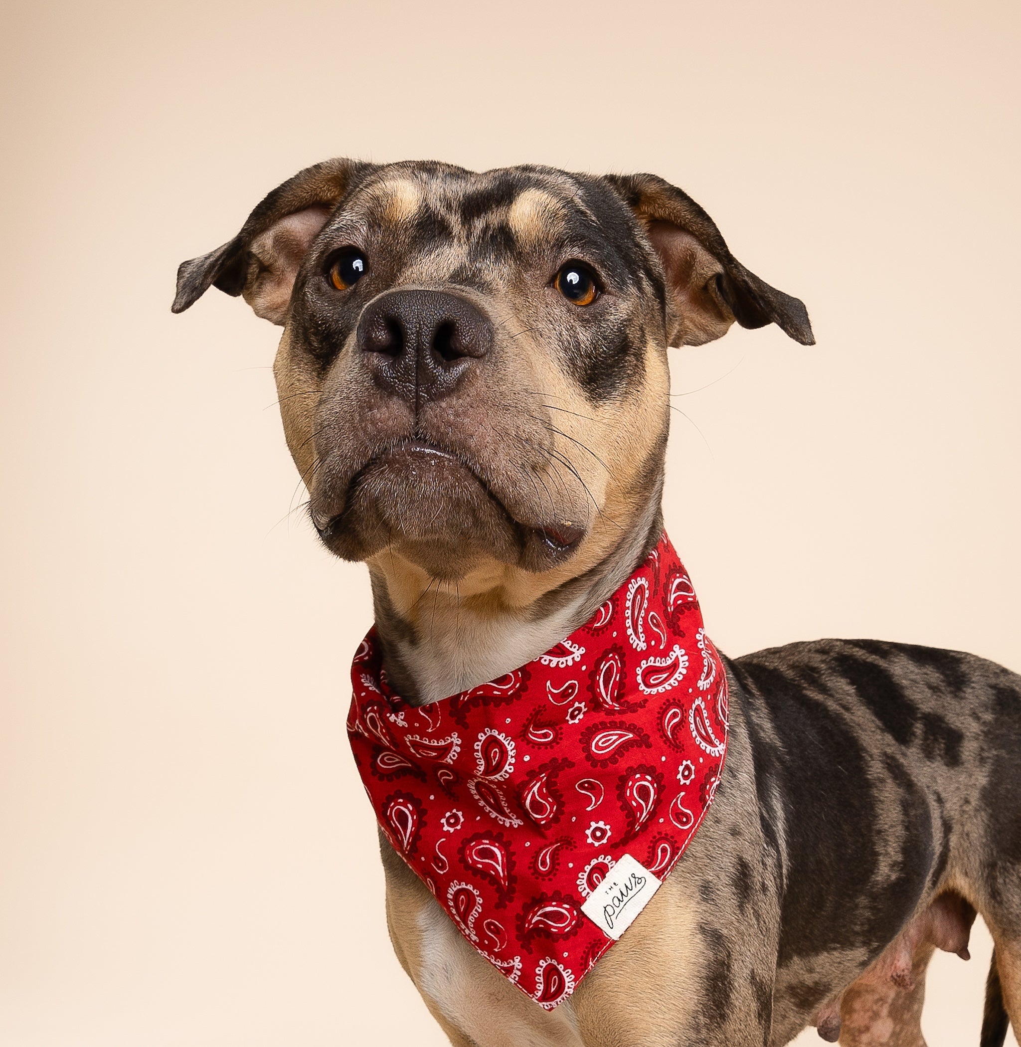 A tan-brown spotted dog models the The Paws bandana style Dallas in red