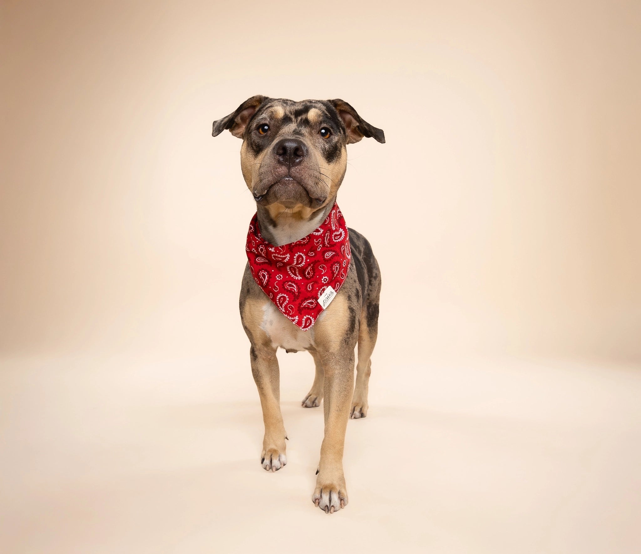 A tan-brown spotted dog models the The Paws bandana style Dallas in red