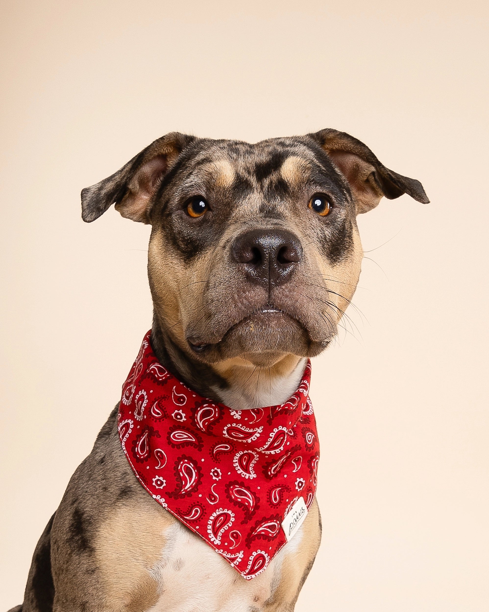 A close up view of a tan-brown spotted dog modeling the The Paws bandana style Dallas in red