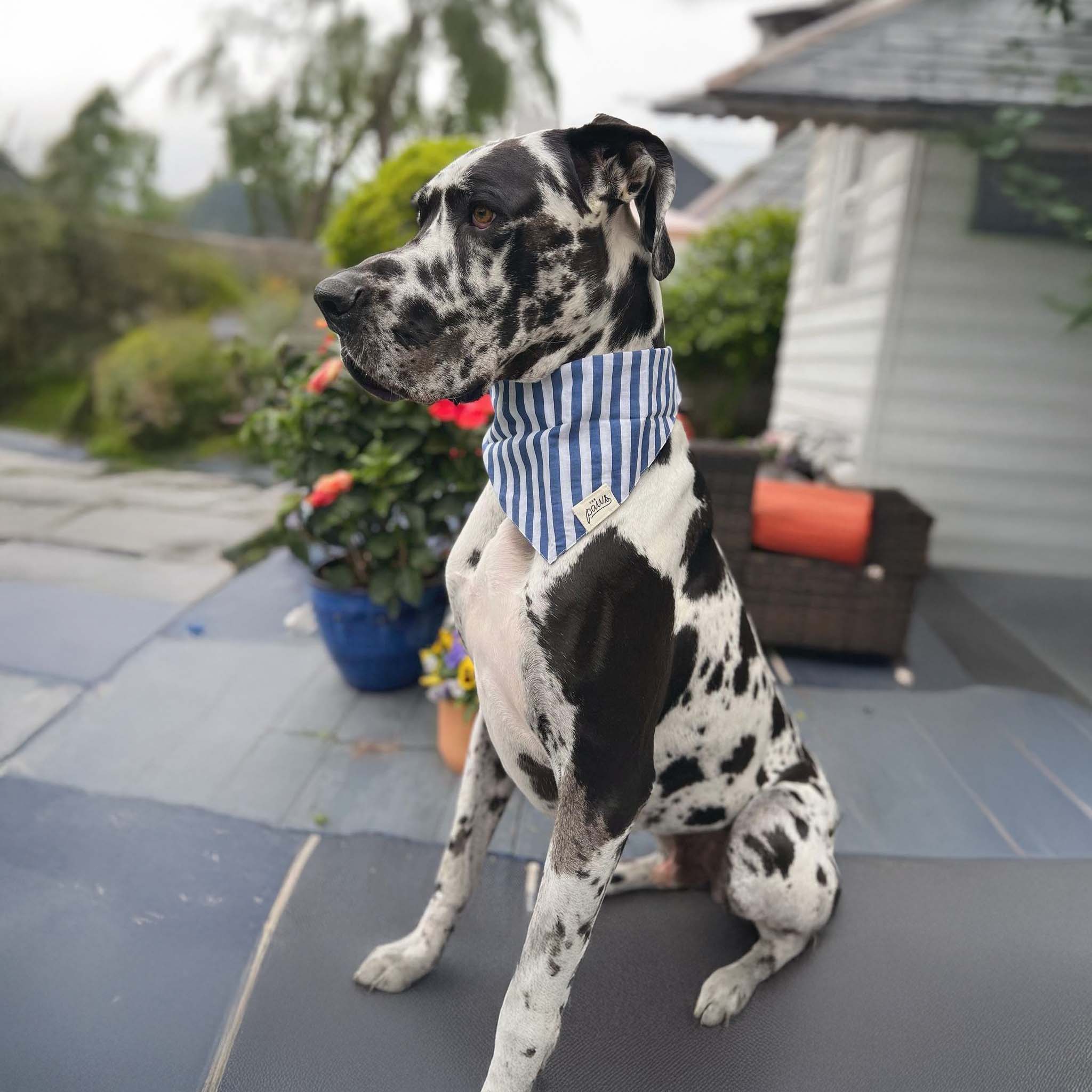 Image of large white and black colored dog wearing The Paws blue Harbour bandana outdoors