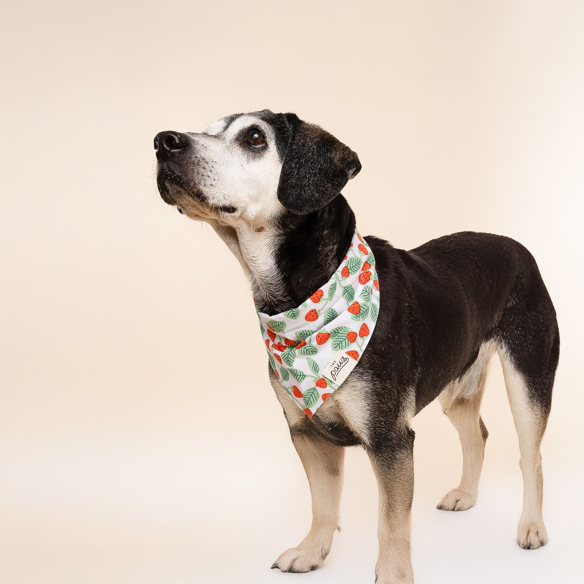 Side view of a dog wearing The Paws Henley bandana on a tan background