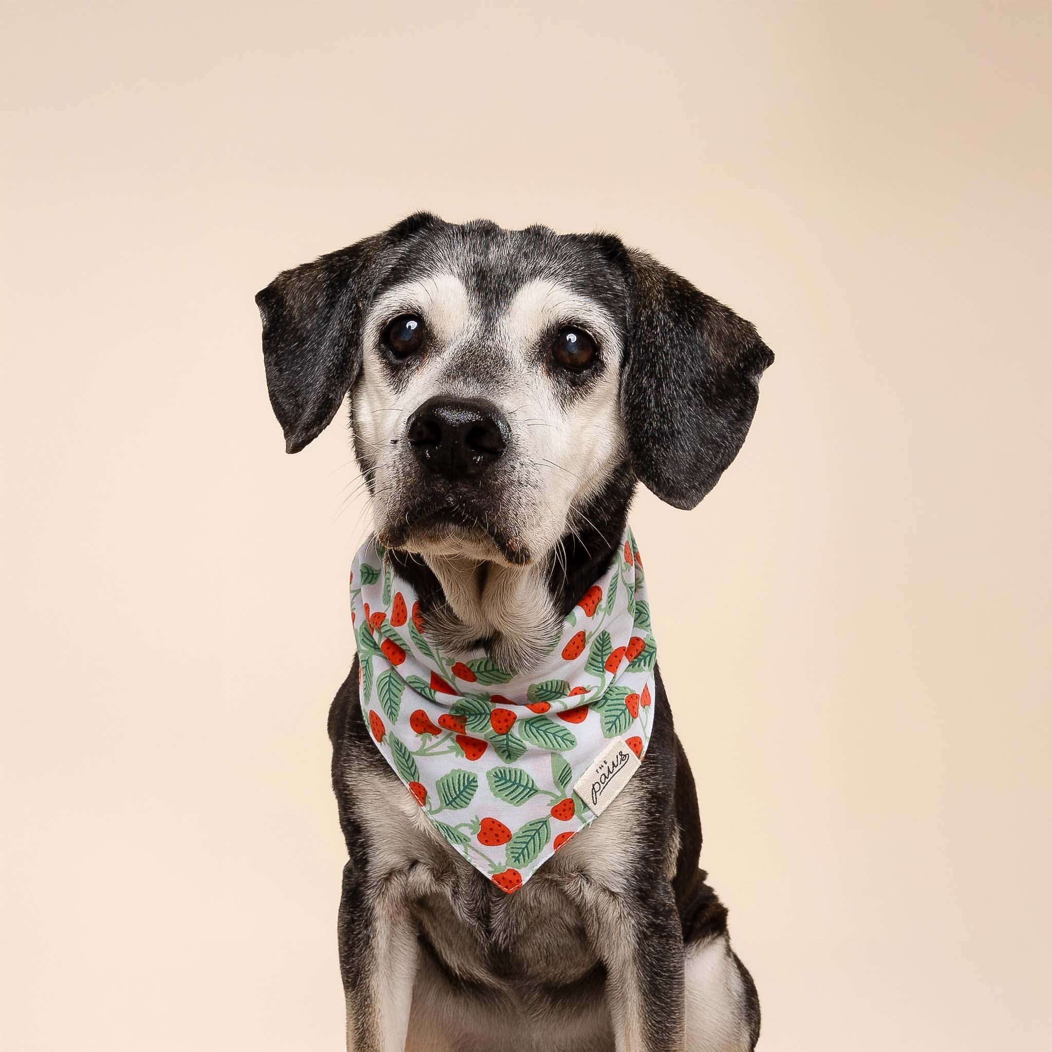 Image of a cute dog wearing The Paws Henley bandana on a tan background